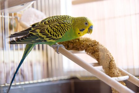 A Quick Bird Cage Buying Guide