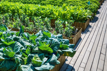Vegetables growing in multiple wooden raised garden beds