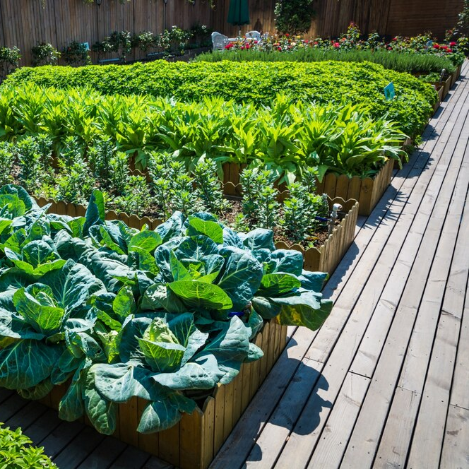 Vegetables growing in multiple wooden raised garden beds
