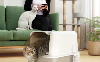Cat using covered litter box while woman sits on sofa.