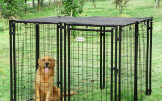 Christmas Gift Ideas for Pet Owners: Heartwarming Picks for Canadian Homes