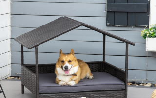 7 Best Dog Beds for Indoor & Outdoor Use: Comfort & Style