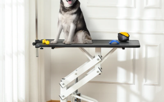 A large dog sitting calmly on an electric grooming table with tools placed beside it.